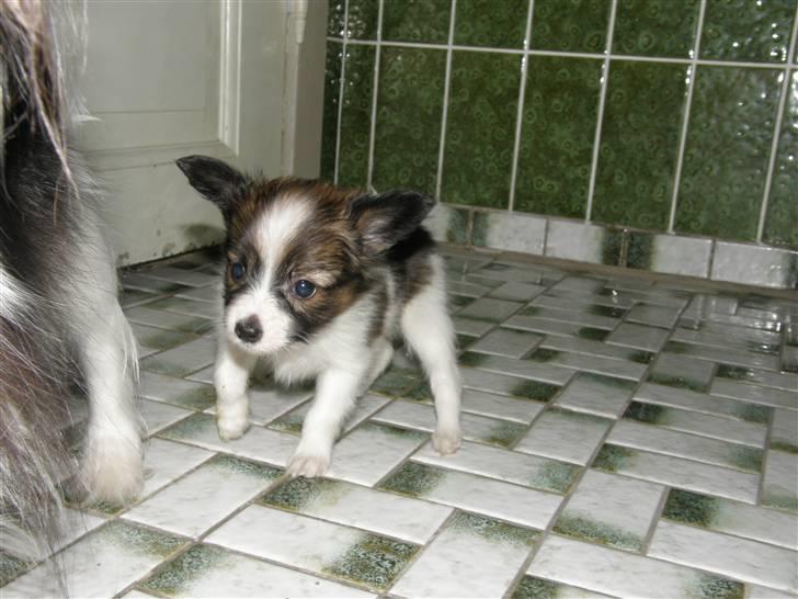 Papillon <3 FELIX <3 - Bambi på glat is xD billede 3