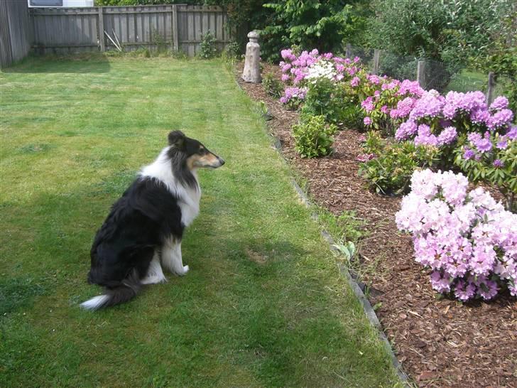 Collie langhåret Toffé - Er de ikke flotte  ? billede 7