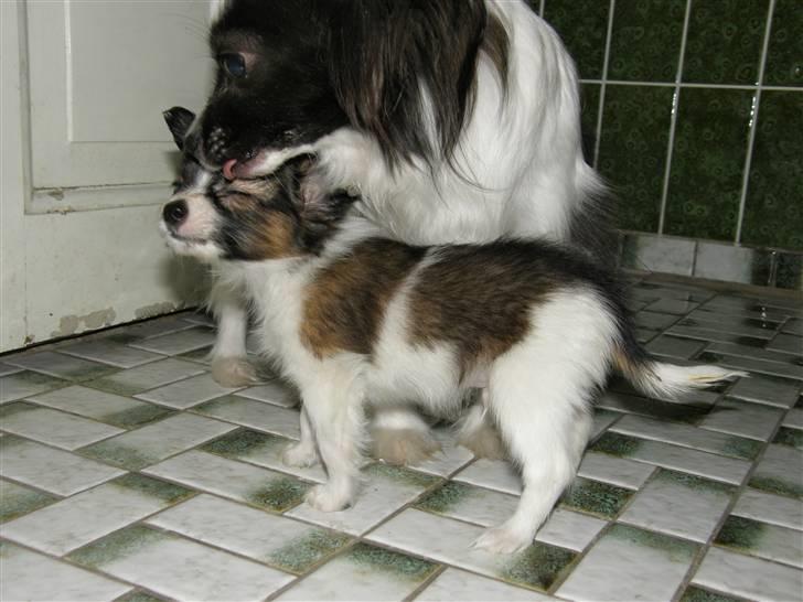 Papillon <3 FELIX <3 - Er totalt lækker ;o) billede 4