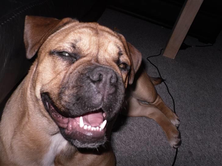 Blanding af racer Tica billede 14