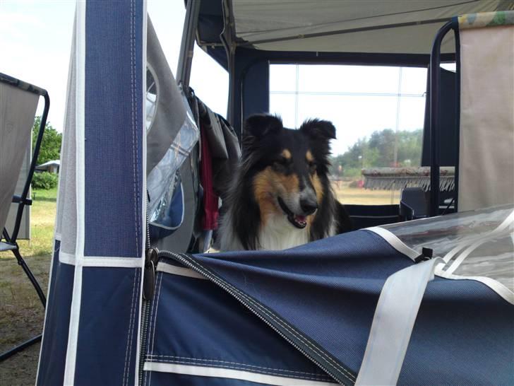 Collie langhåret Toffé - Der er intet så herligt som camping billede 8