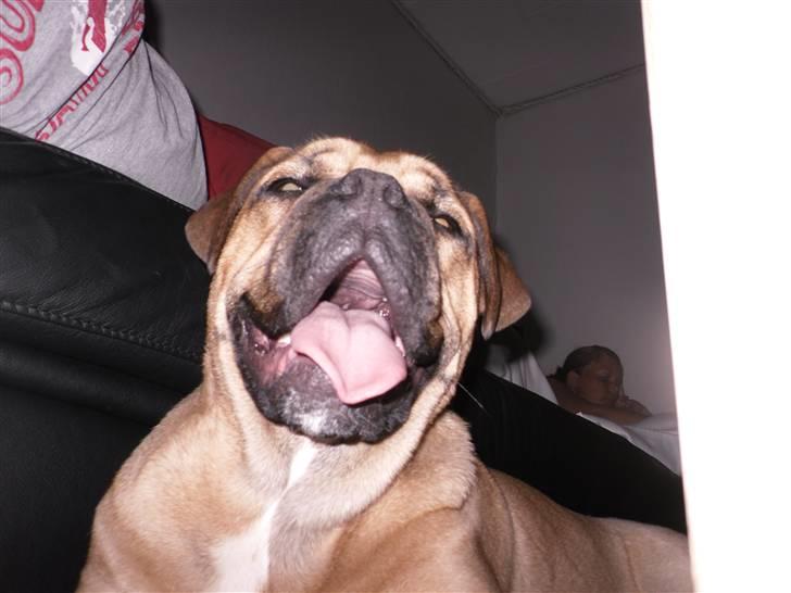 Blanding af racer Tica billede 15