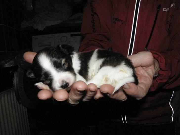 Papillon <3 FELIX <3 - LILLE BITTE MIG :) billede 5