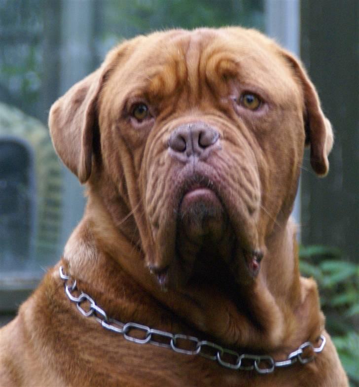 Dogue de bordeaux Osama De Tatouage   billede 2