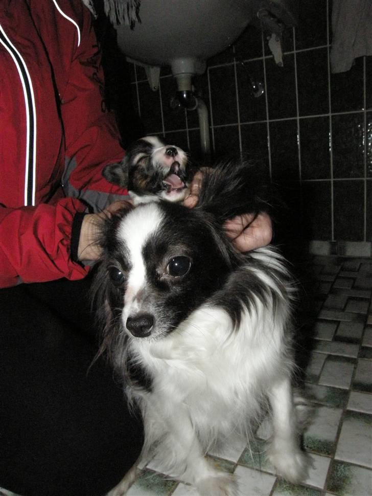 Papillon <3 FELIX <3 - kom så mor hurtigere!! hurtigere, hurtiger xD du da kedelig mor gabgab:) billede 6