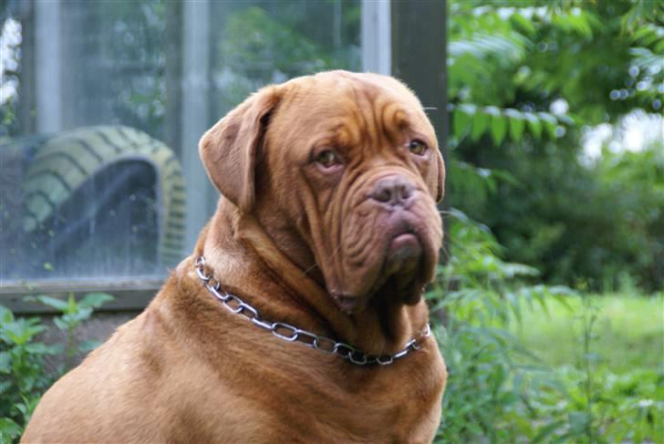 Dogue de bordeaux Osama De Tatouage   billede 3