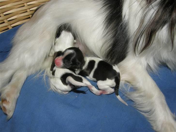 Papillon <3 FELIX <3 - nogle timer efter han er blevet født.. NURHH billede 7