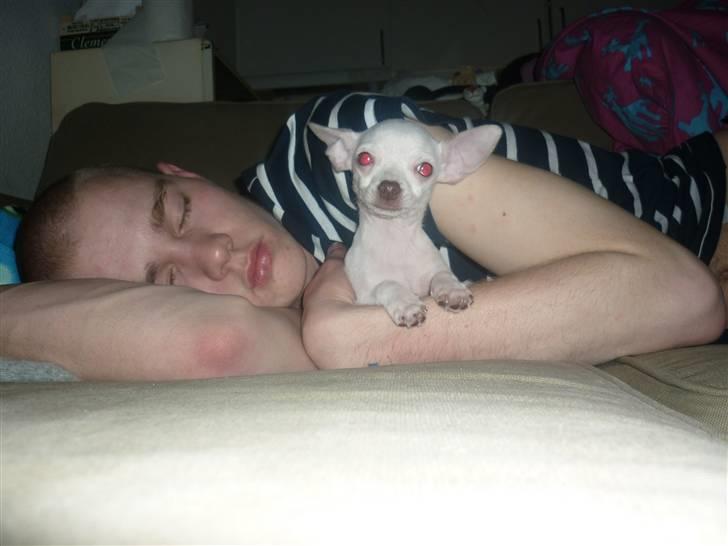 Chihuahua speedy billede 1