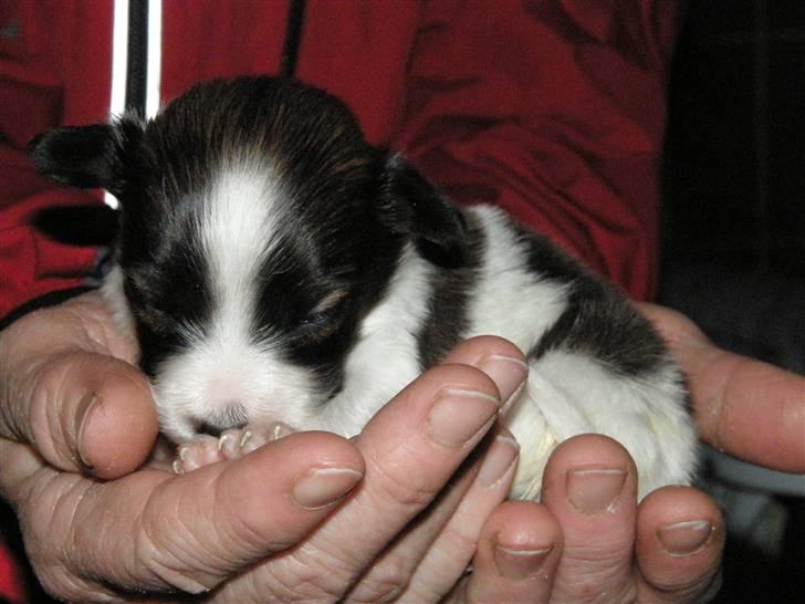 Papillon <3 FELIX <3 - Sikke en stor ting jeg sidder på!! billede 8