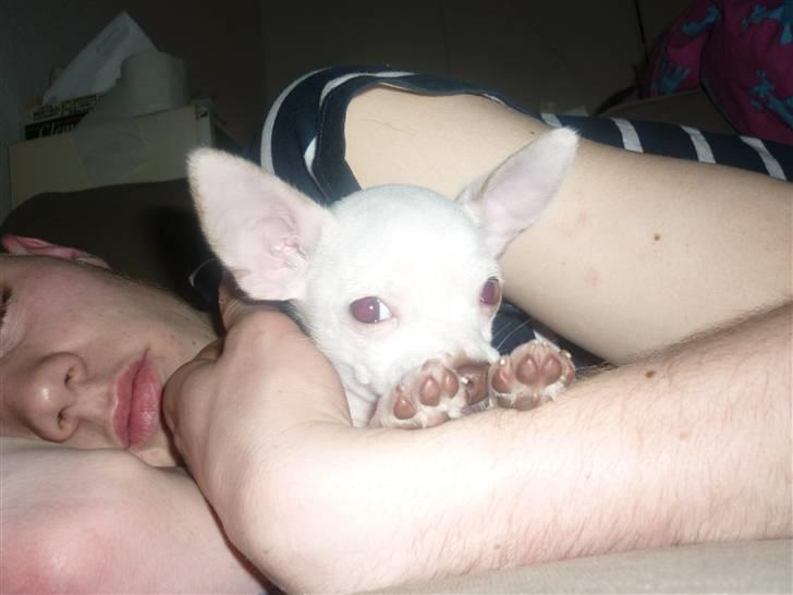 Chihuahua speedy billede 2