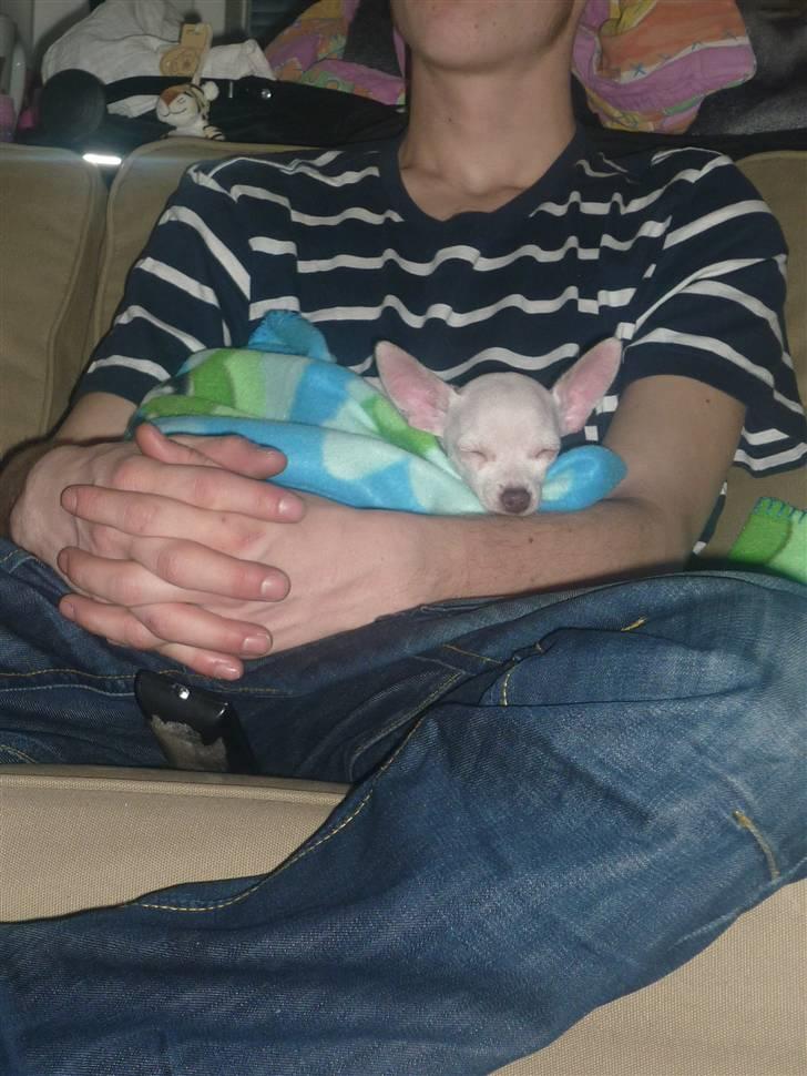 Chihuahua speedy billede 3