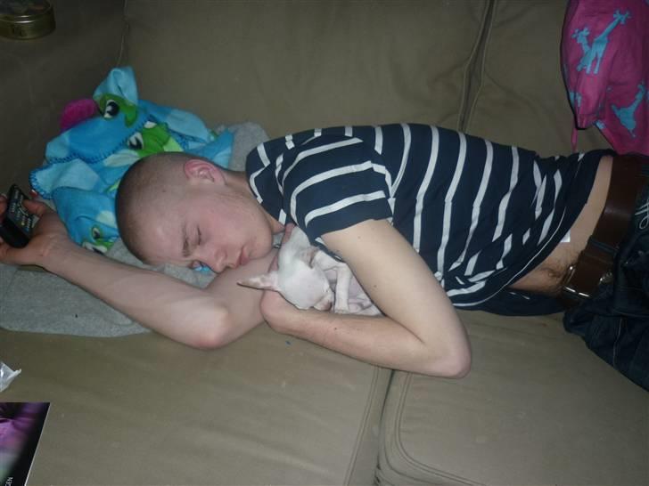 Chihuahua speedy billede 4