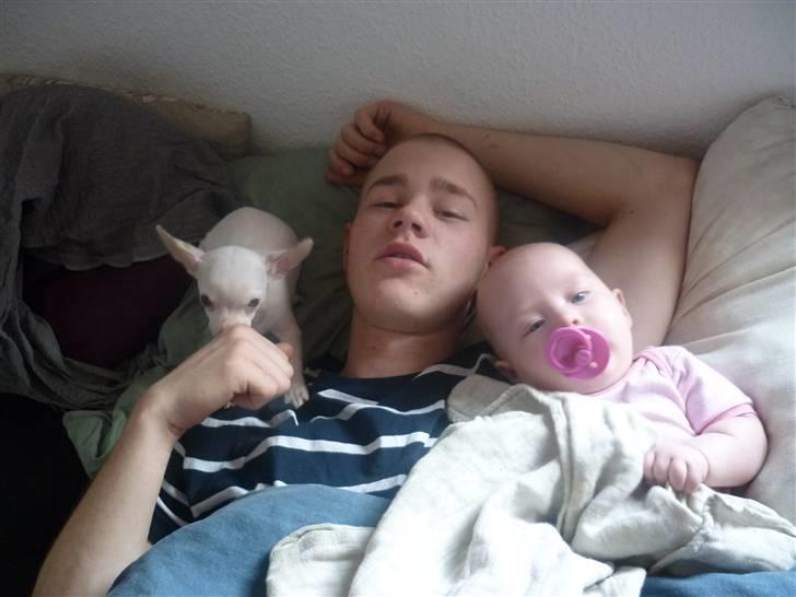 Chihuahua speedy billede 5