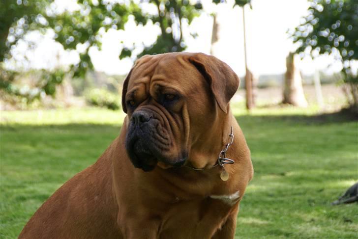 Dogue de bordeaux Omega  R.I.P 2005-2010 billede 1