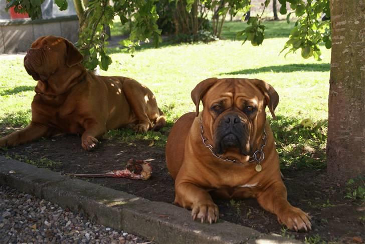 Dogue de bordeaux Omega  R.I.P 2005-2010 billede 2
