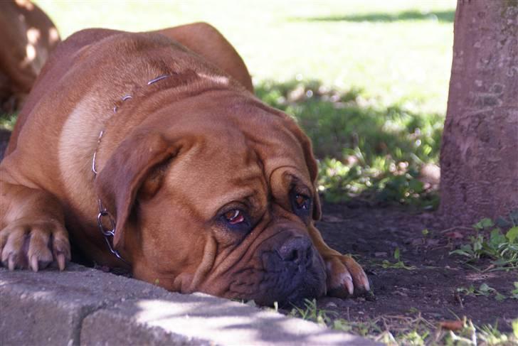 Dogue de bordeaux Omega  R.I.P 2005-2010 billede 3