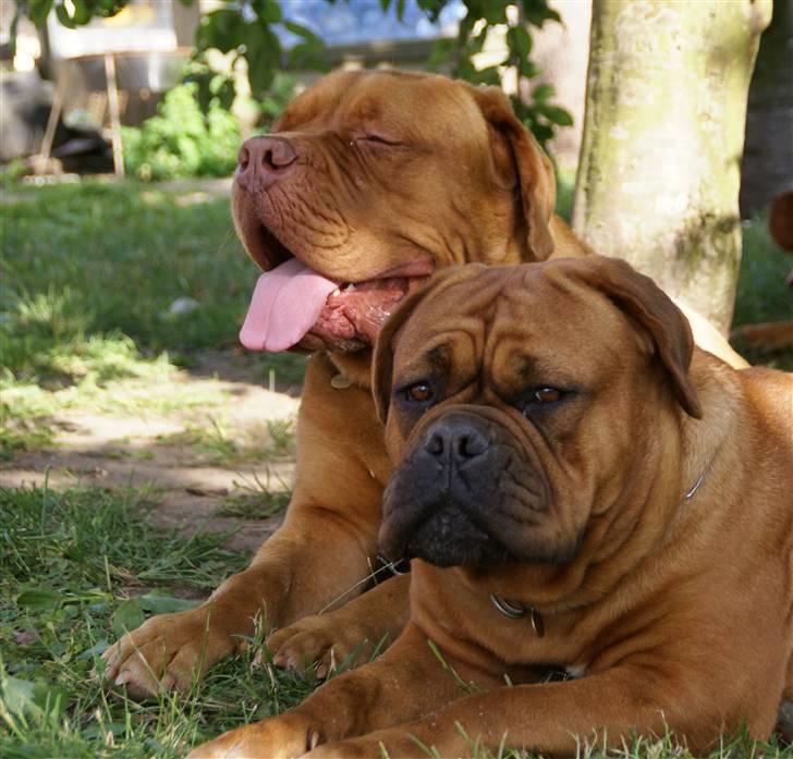Dogue de bordeaux Omega  R.I.P 2005-2010 billede 4