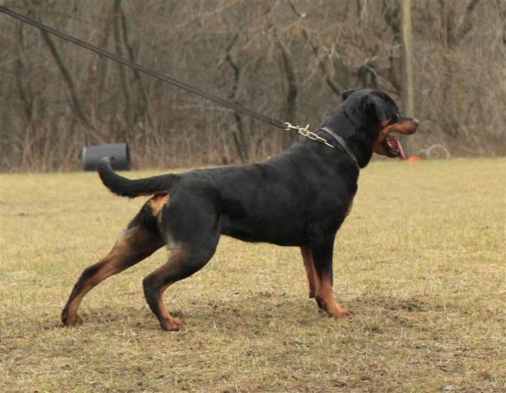 Rottweiler Odine Vom Rangau *død* - 27 marts 2010 billede 16