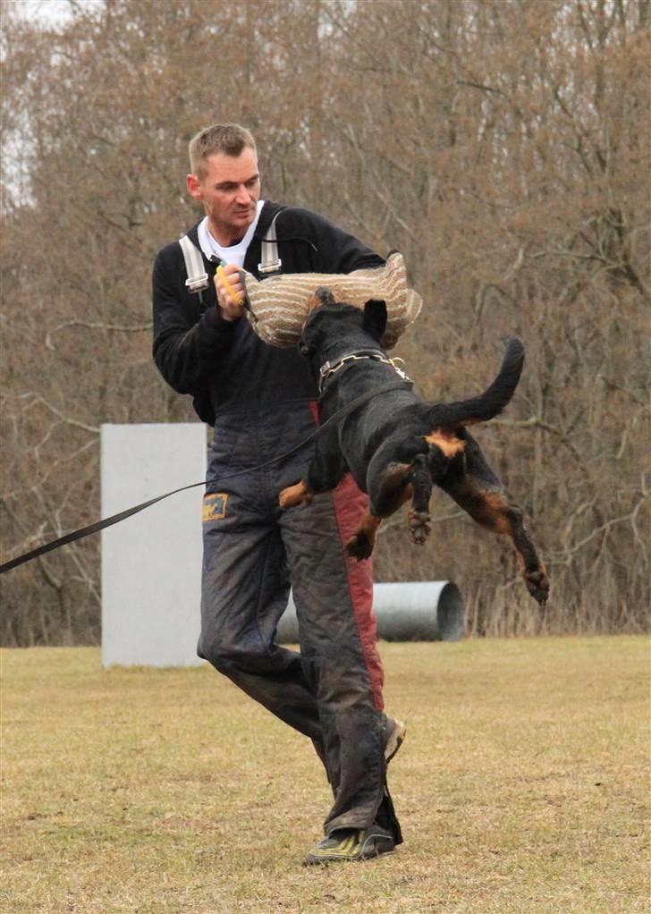 Rottweiler Odine Vom Rangau *død* - Marts 2010 billede 17