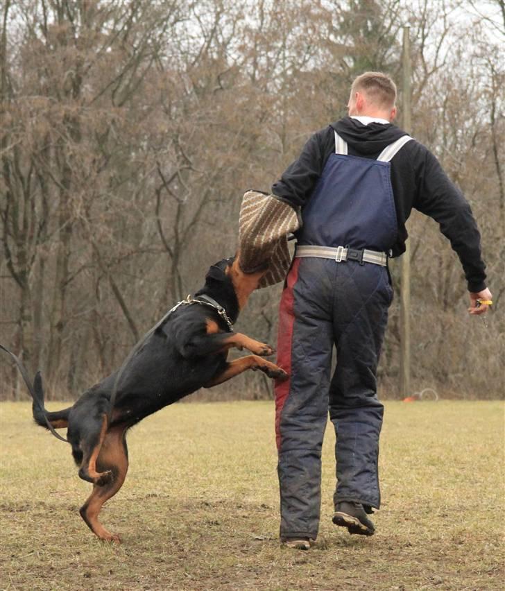 Rottweiler Odine Vom Rangau *død* - Marts 2010 billede 18