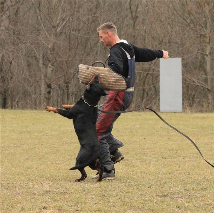 Rottweiler Odine Vom Rangau *død* - Marts 2010 billede 19