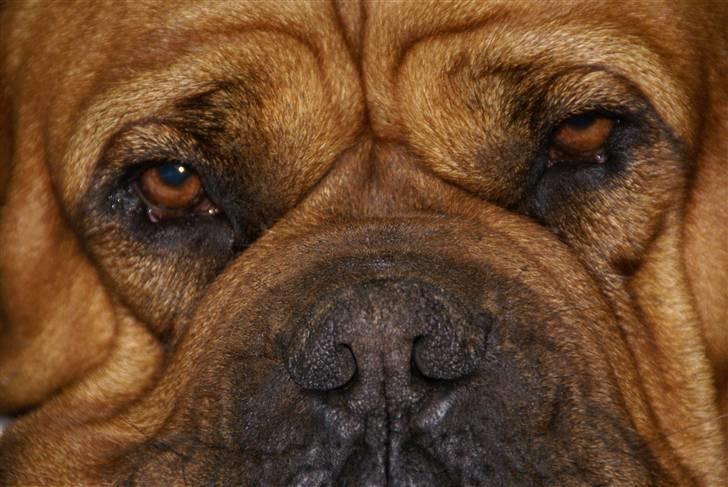 Dogue de bordeaux Omega  R.I.P 2005-2010 billede 5