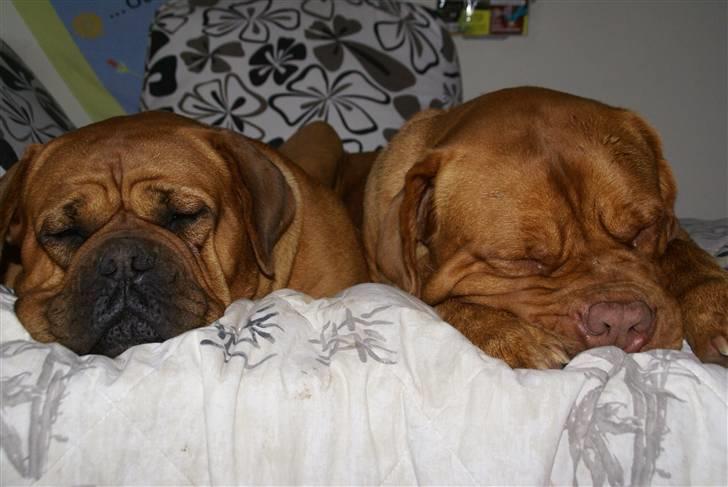 Dogue de bordeaux Omega  R.I.P 2005-2010 billede 6