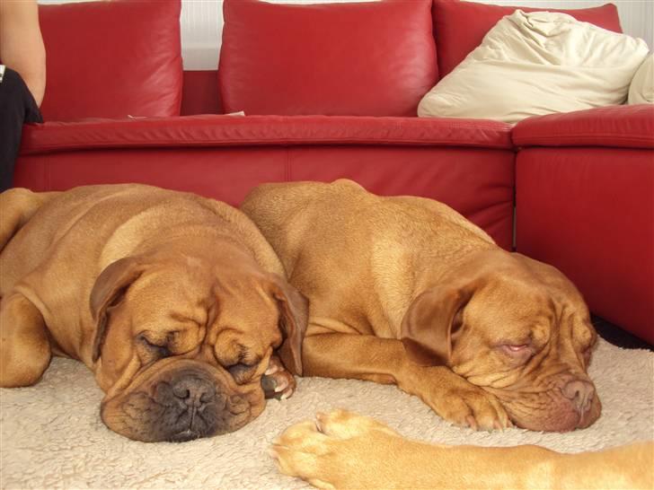 Dogue de bordeaux Omega  R.I.P 2005-2010 billede 7