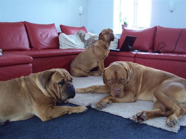 Dogue de bordeaux Omega  R.I.P 2005-2010 billede 8