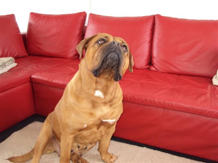 Dogue de bordeaux Omega  R.I.P 2005-2010 billede 9