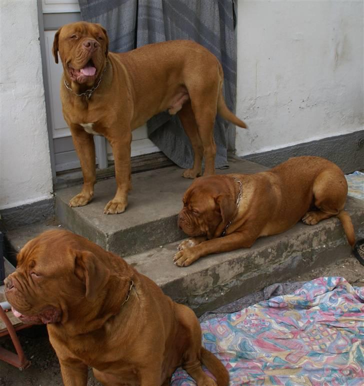 Dogue de bordeaux Osama De Tatouage   billede 4