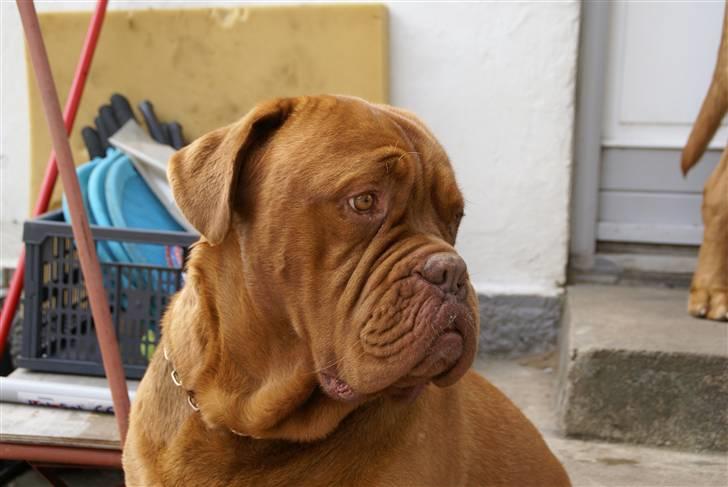 Dogue de bordeaux Osama De Tatouage   billede 5