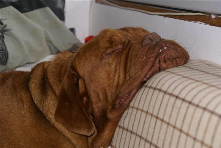 Dogue de bordeaux Osama De Tatouage   billede 6