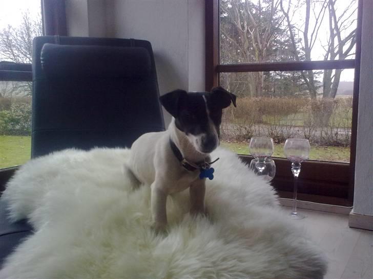 Jack russell terrier Buggi billede 1