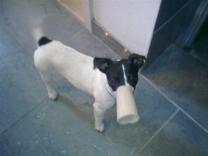 Jack russell terrier Buggi billede 2