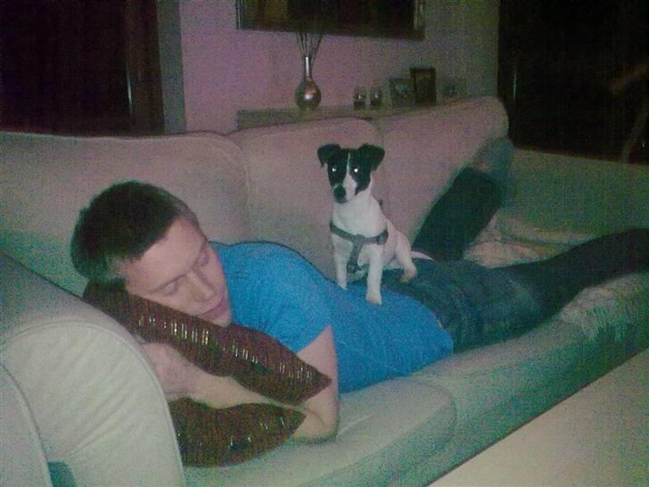 Jack russell terrier Buggi billede 4