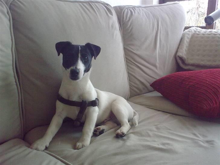 Jack russell terrier Buggi billede 5