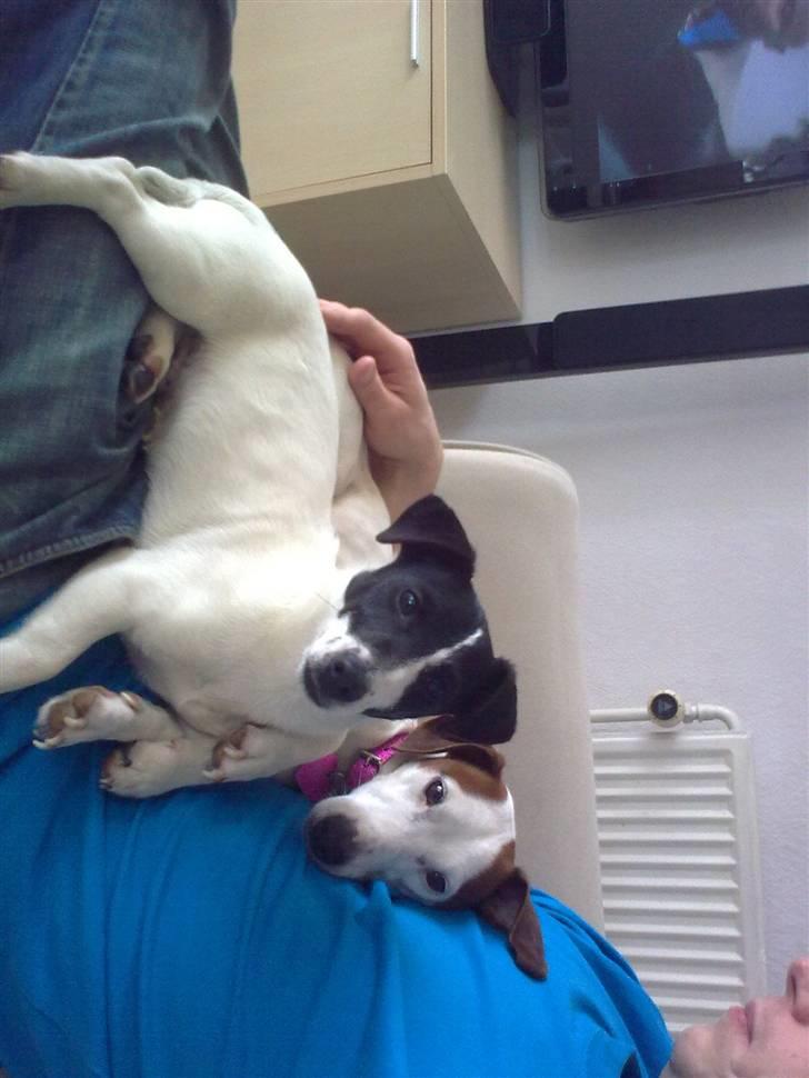 Jack russell terrier Buggi billede 6