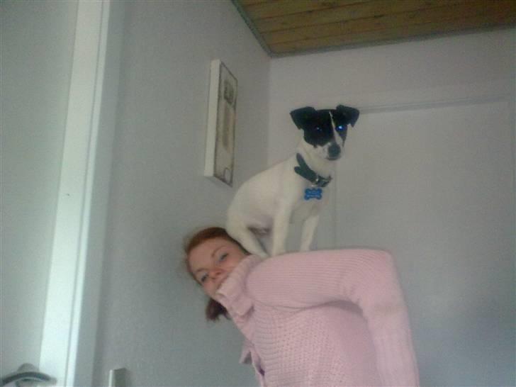 Jack russell terrier Buggi billede 7