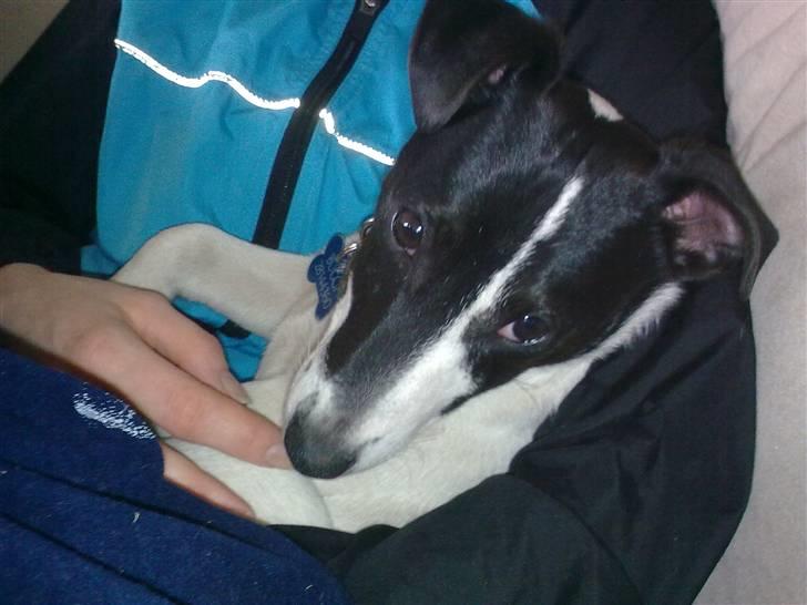 Jack russell terrier Buggi billede 8