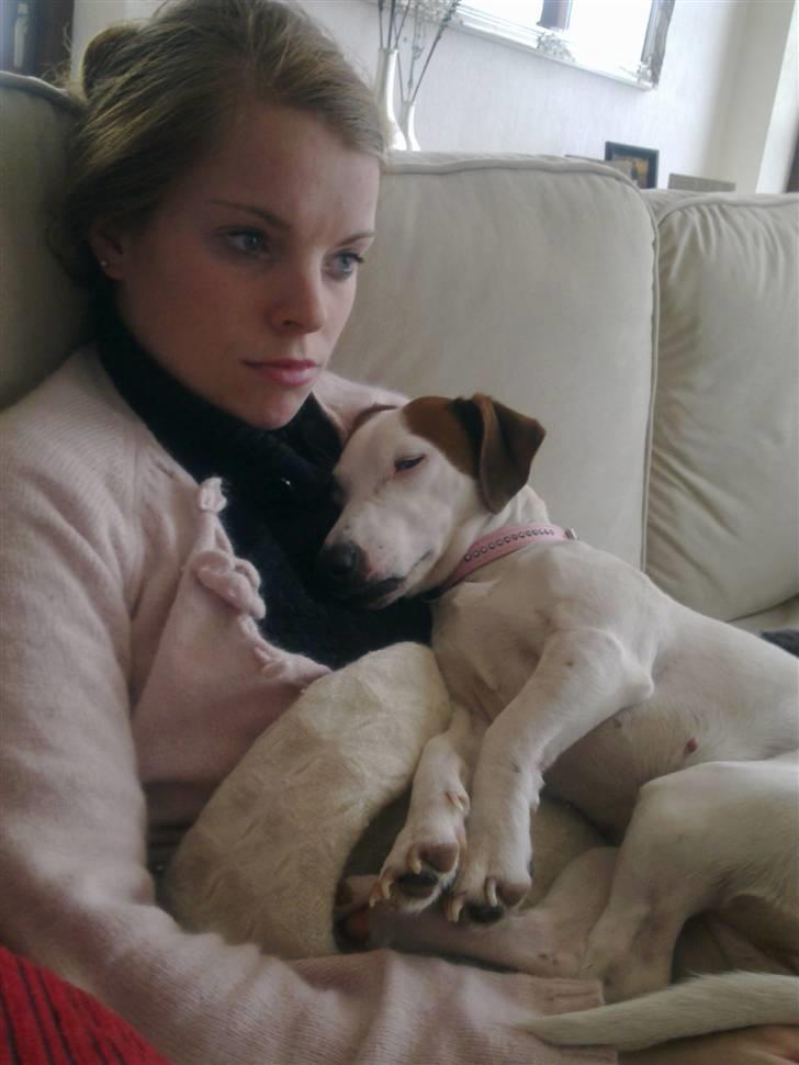 Jack russell terrier bella billede 12