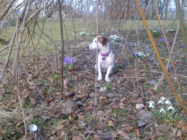 Jack russell terrier bella billede 13