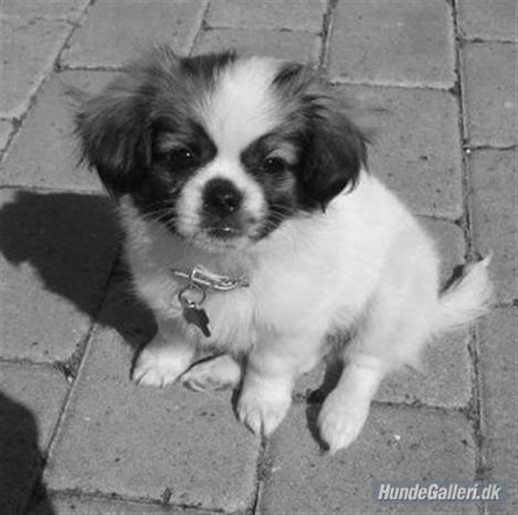 Tibetansk spaniel Malou billede 1