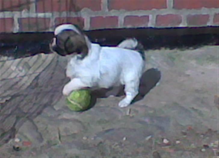 Tibetansk spaniel Malou billede 2