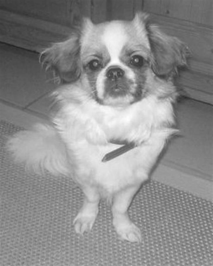 Tibetansk spaniel Malou billede 3