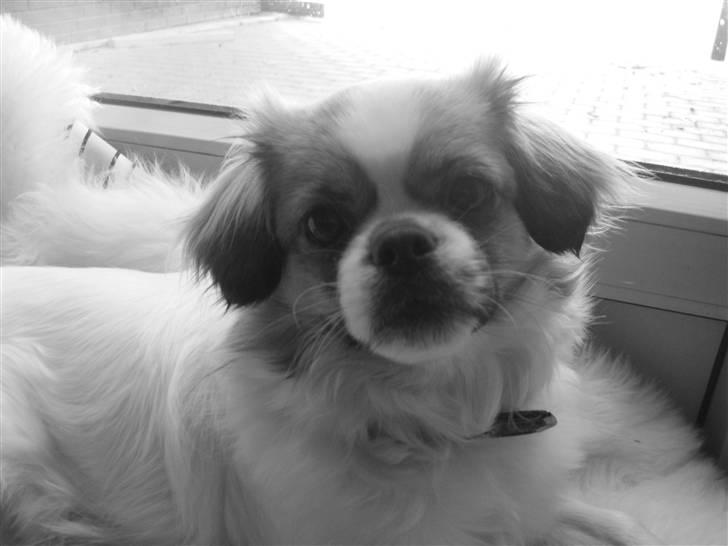 Tibetansk spaniel Malou billede 4