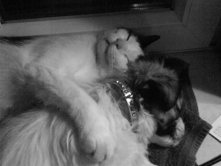 Tibetansk spaniel Malou billede 5