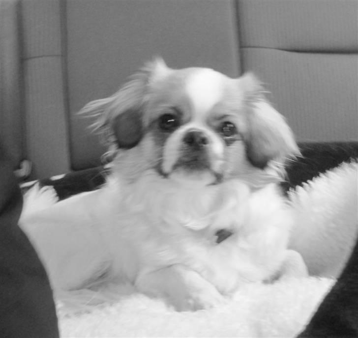 Tibetansk spaniel Malou billede 6