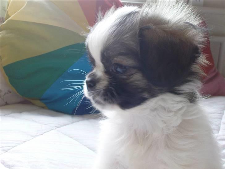 Tibetansk spaniel Malou billede 7