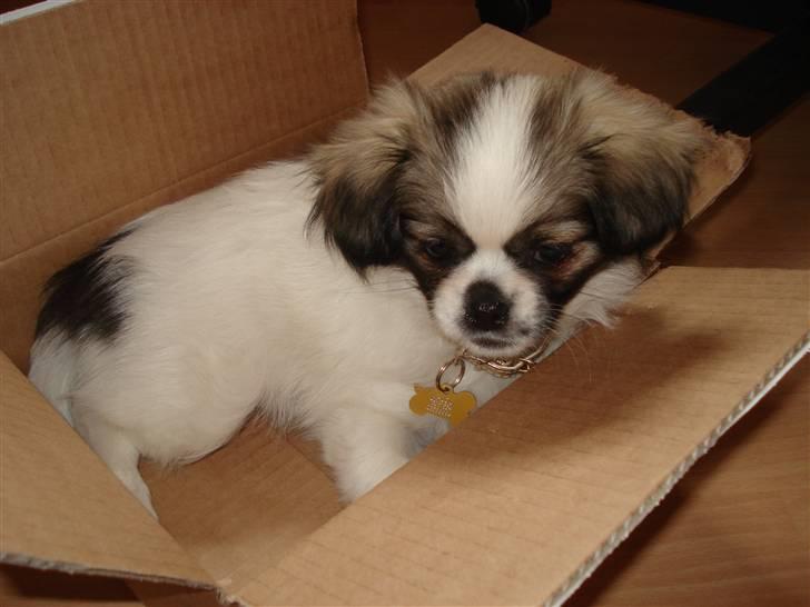 Tibetansk spaniel Malou billede 9